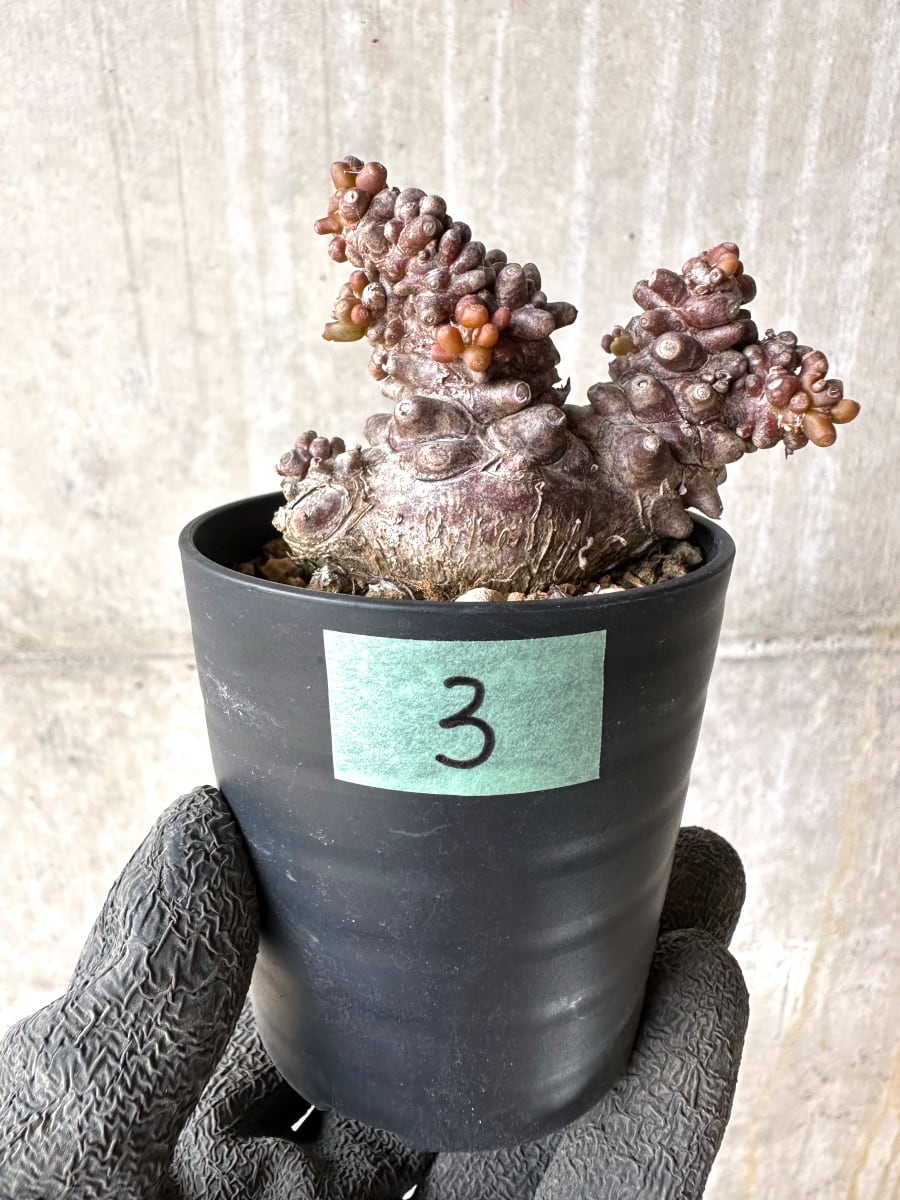 【現品限り】オトンナ・ヘレー 蛮鬼塔[在庫整理価格]【K3】 Othonna herrei