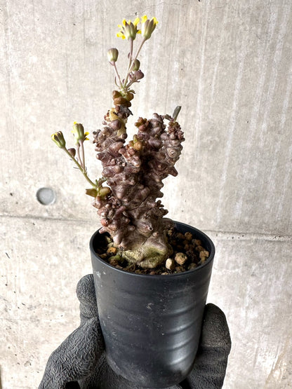 【現品限り】オトンナ・ヘレー 蛮鬼塔[在庫整理価格]【K30】 Othonna herrei