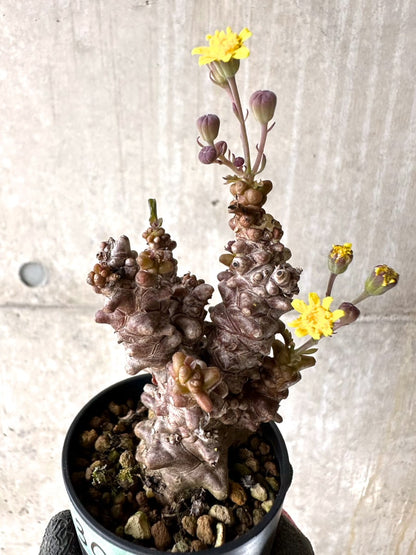 【現品限り】オトンナ・ヘレー 蛮鬼塔[在庫整理価格]【K30】 Othonna herrei