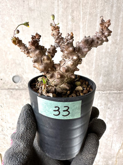 【現品限り】オトンナ・ヘレー 蛮鬼塔[在庫整理価格]【K33】 Othonna herrei