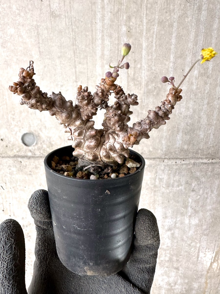 【現品限り】オトンナ・ヘレー 蛮鬼塔[在庫整理価格]【K33】 Othonna herrei