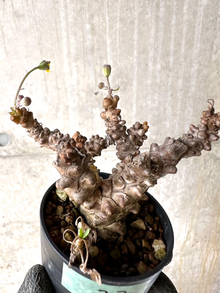 【現品限り】オトンナ・ヘレー 蛮鬼塔[在庫整理価格]【K33】 Othonna herrei