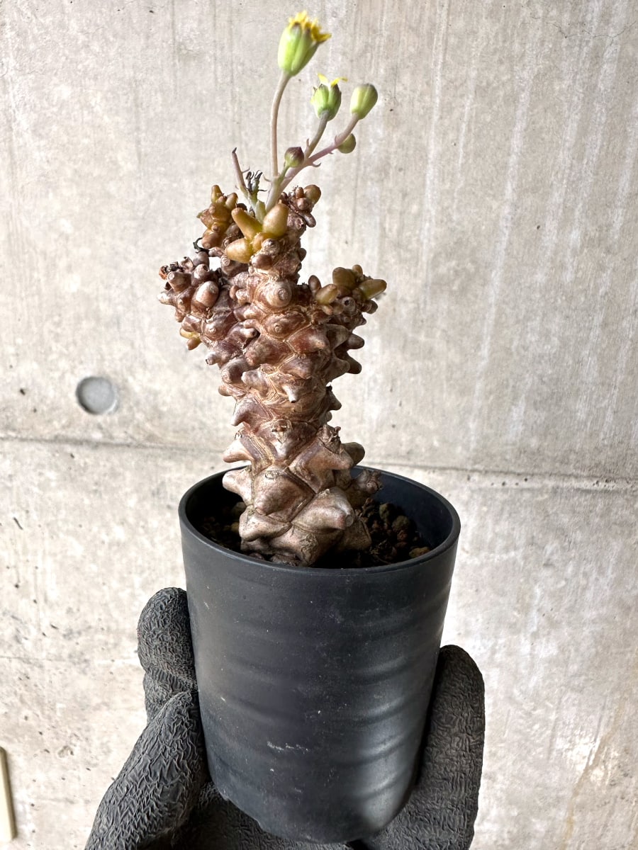 【現品限り】オトンナ・ヘレー 蛮鬼塔[在庫整理価格]【K34】 Othonna herrei