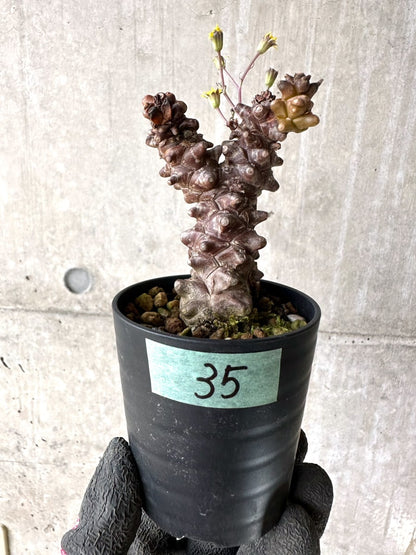 【現品限り】オトンナ・ヘレー 蛮鬼塔[在庫整理価格]【K35】 Othonna herrei