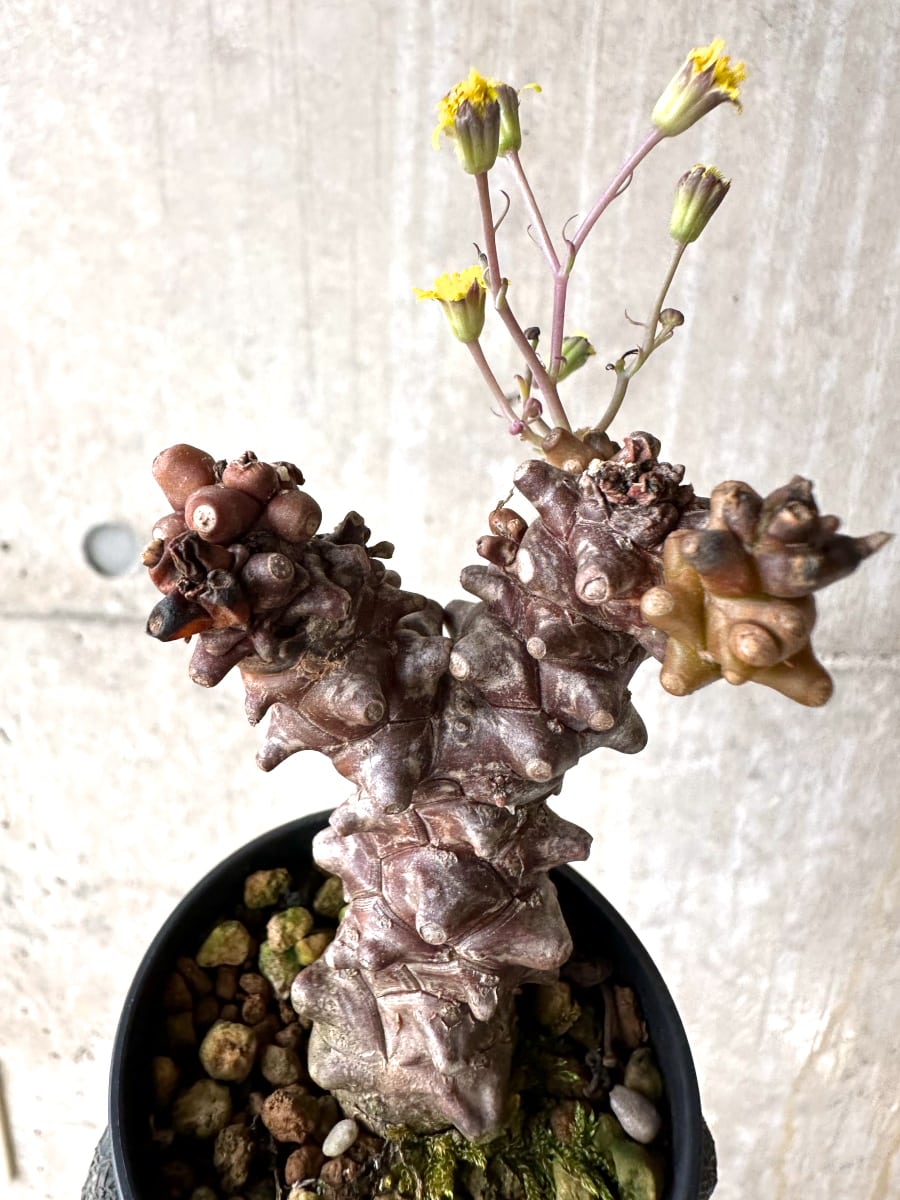【現品限り】オトンナ・ヘレー 蛮鬼塔[在庫整理価格]【K35】 Othonna herrei