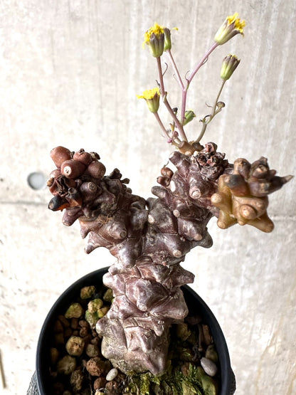 【現品限り】オトンナ・ヘレー 蛮鬼塔[在庫整理価格]【K35】 Othonna herrei