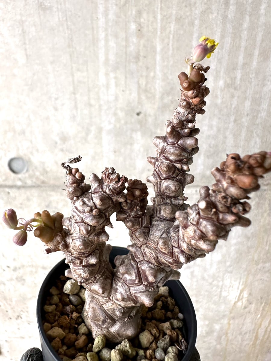 【現品限り】オトンナ・ヘレー 蛮鬼塔[在庫整理価格]【K36】 Othonna herrei