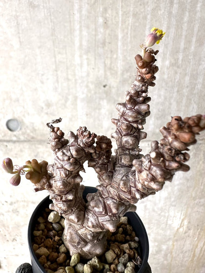 【現品限り】オトンナ・ヘレー 蛮鬼塔[在庫整理価格]【K36】 Othonna herrei