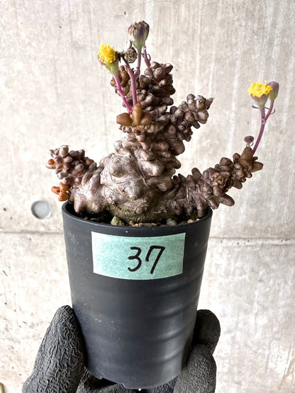 【現品限り】オトンナ・ヘレー 蛮鬼塔[在庫整理価格]【K37】 Othonna herrei