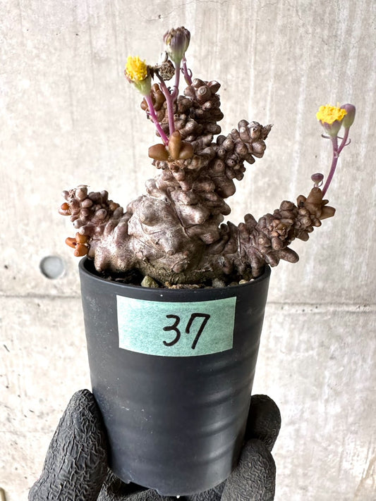 【現品限り】オトンナ・ヘレー 蛮鬼塔[在庫整理価格]【K37】 Othonna herrei