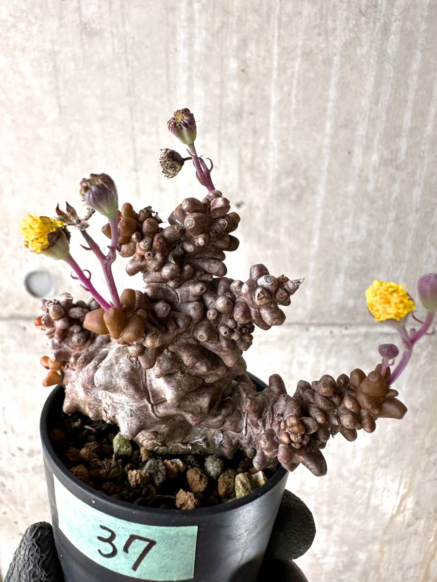 【現品限り】オトンナ・ヘレー 蛮鬼塔[在庫整理価格]【K37】 Othonna herrei