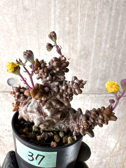 【現品限り】オトンナ・ヘレー 蛮鬼塔[在庫整理価格]【K37】 Othonna herrei