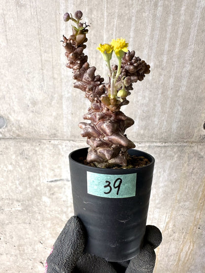 【現品限り】オトンナ・ヘレー 蛮鬼塔[在庫整理価格]【K39】 Othonna herrei