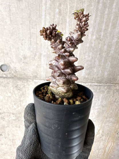 【現品限り】オトンナ・ヘレー 蛮鬼塔[在庫整理価格]【K39】 Othonna herrei