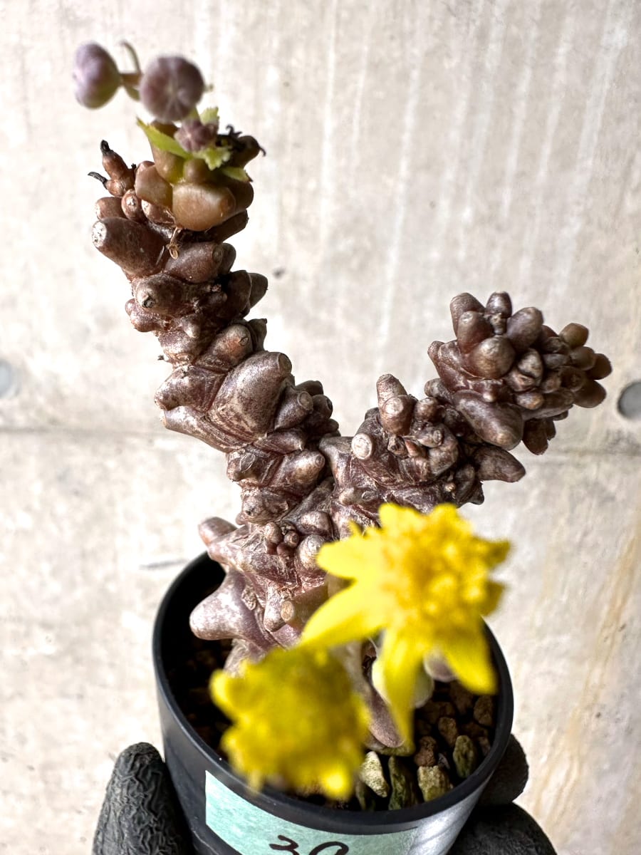 【現品限り】オトンナ・ヘレー 蛮鬼塔[在庫整理価格]【K39】 Othonna herrei