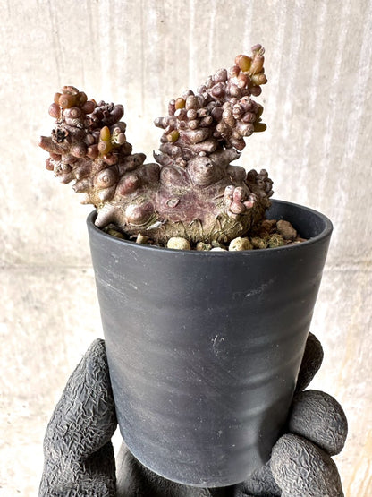 【現品限り】オトンナ・ヘレー 蛮鬼塔[在庫整理価格]【K3】 Othonna herrei