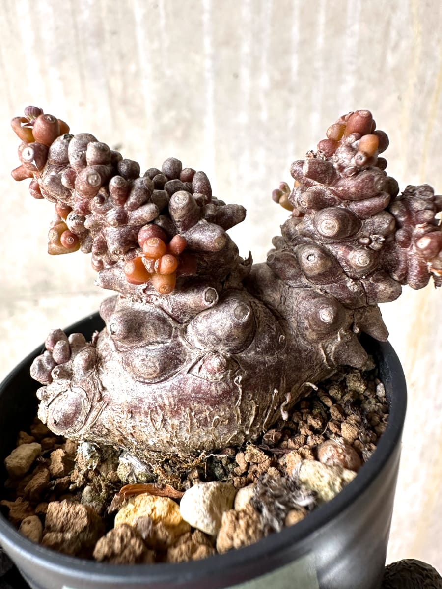 【現品限り】オトンナ・ヘレー 蛮鬼塔[在庫整理価格]【K3】 Othonna herrei