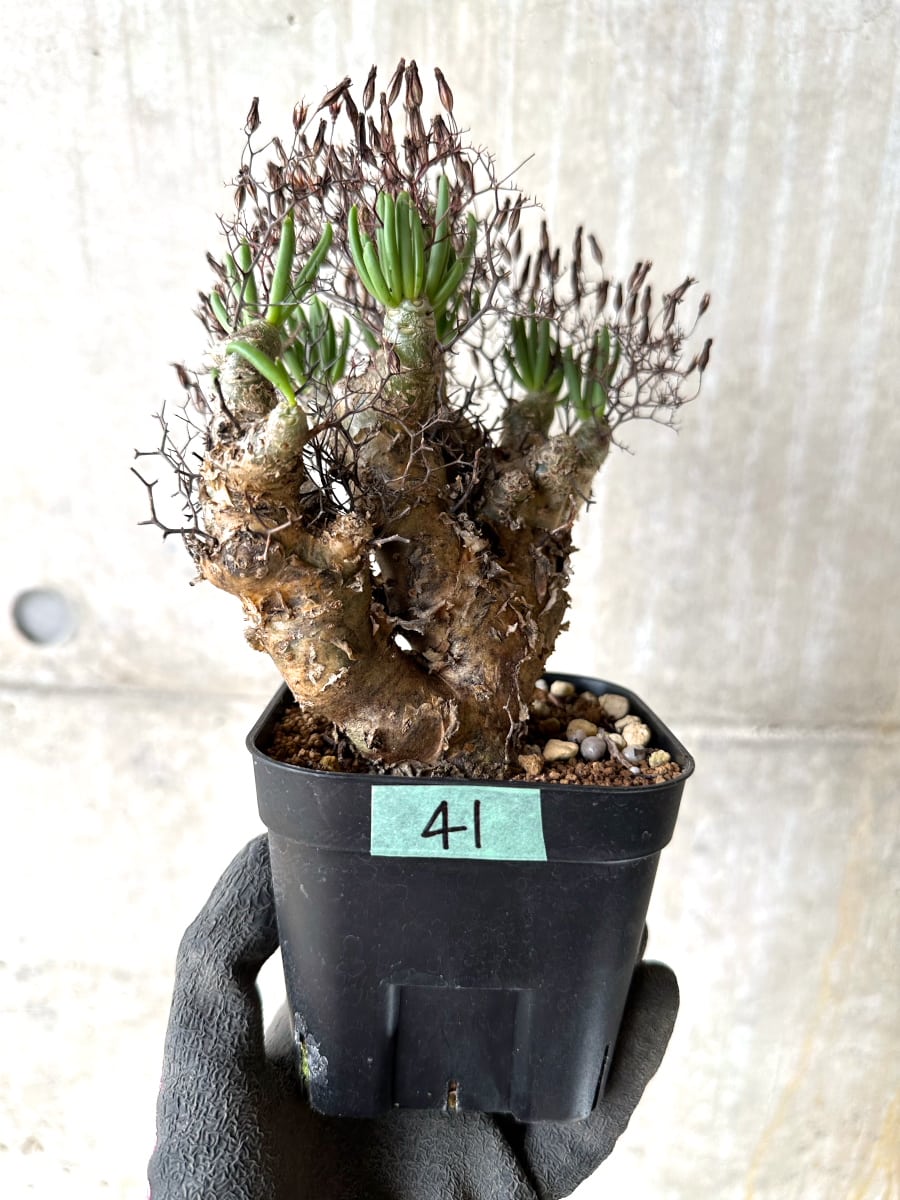 【現品限り】チレコドン・レティキュラータス 現地株 発根済み 万物想【K41】 Tylecodon reticulatus