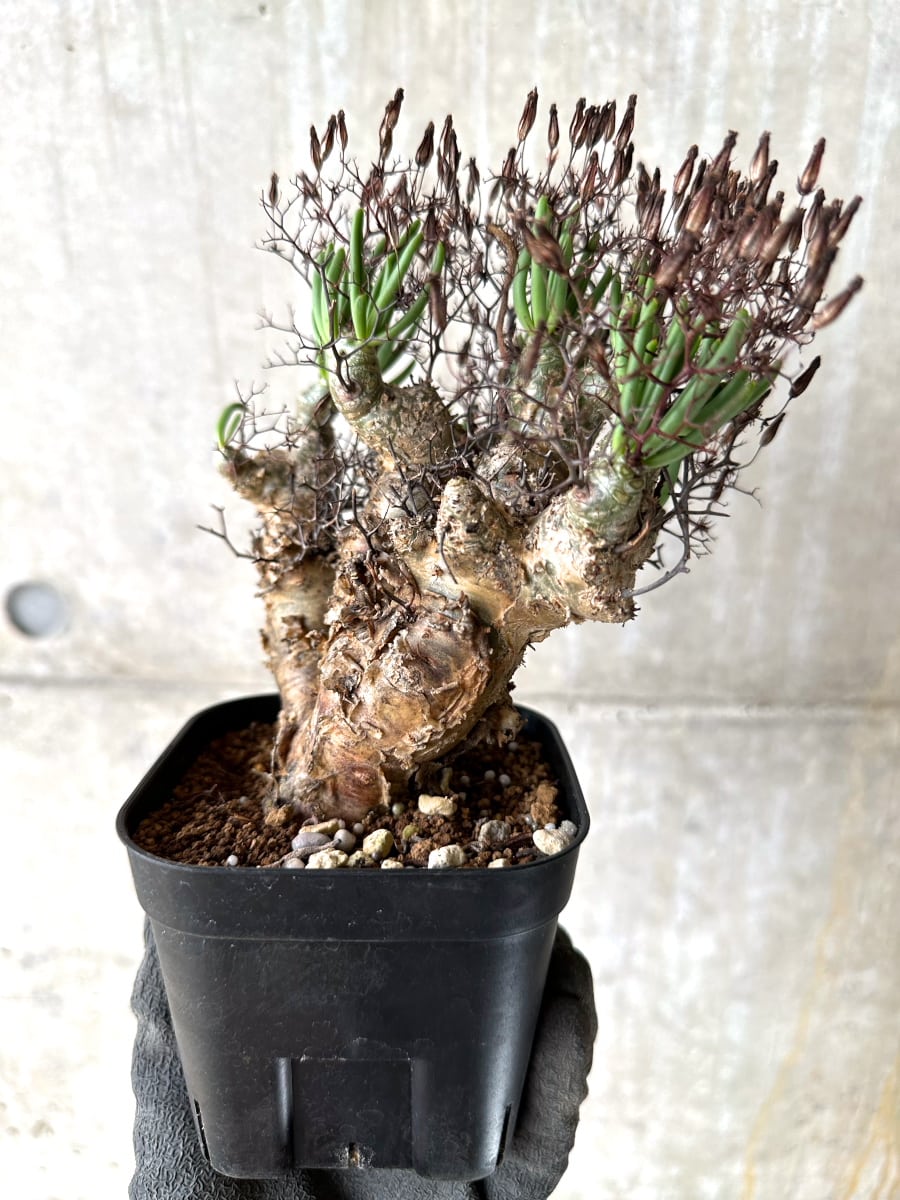 【現品限り】チレコドン・レティキュラータス 現地株 発根済み 万物想【K41】 Tylecodon reticulatus