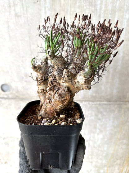 【現品限り】チレコドン・レティキュラータス 現地株 発根済み 万物想【K41】 Tylecodon reticulatus