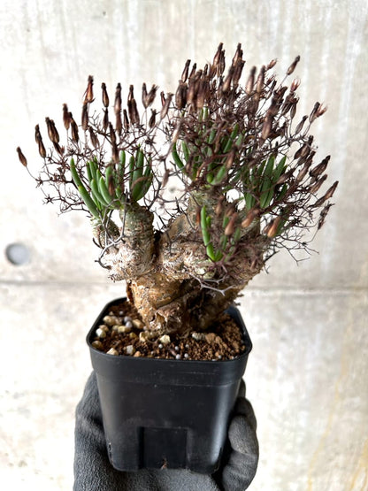 【現品限り】チレコドン・レティキュラータス 現地株 発根済み 万物想【K41】 Tylecodon reticulatus