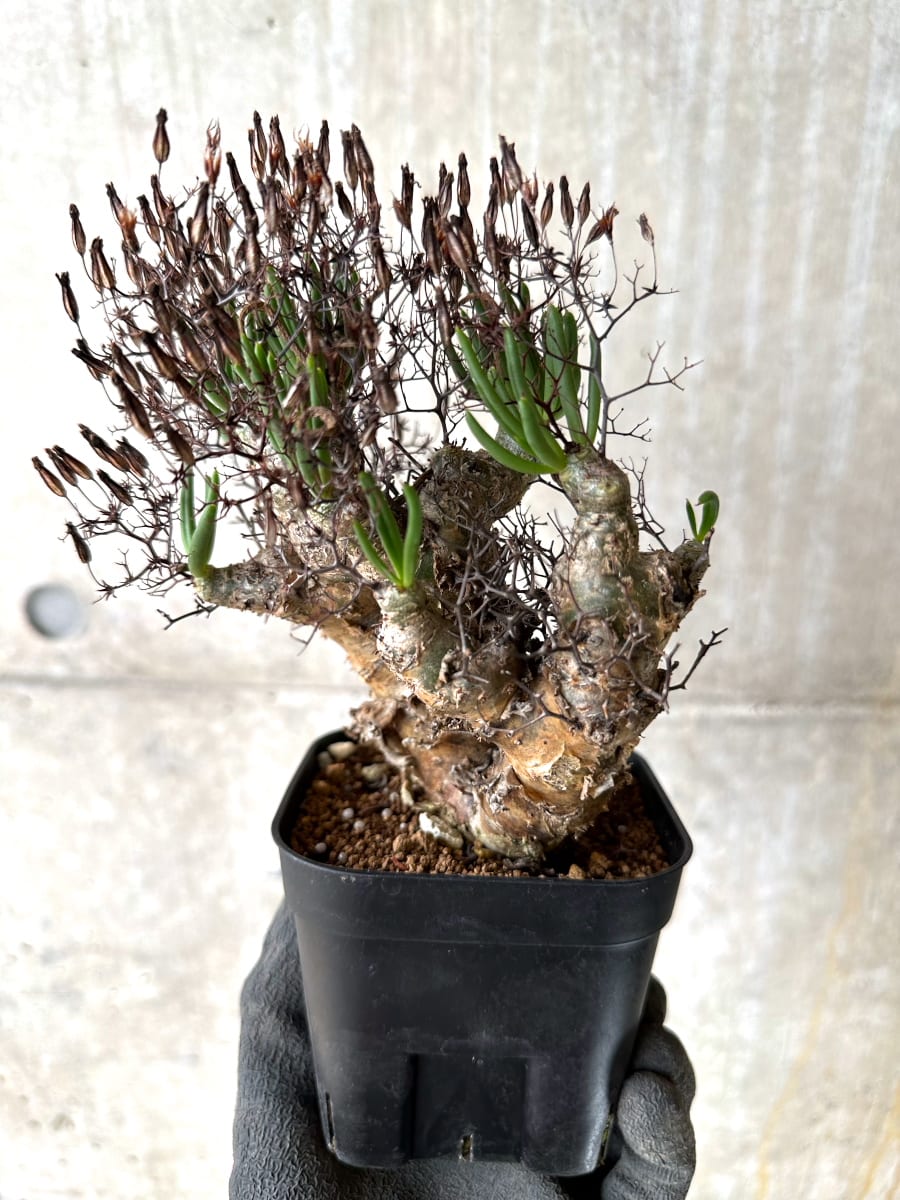 【現品限り】チレコドン・レティキュラータス 現地株 発根済み 万物想【K41】 Tylecodon reticulatus