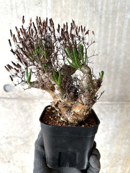 【現品限り】チレコドン・レティキュラータス 現地株 発根済み 万物想【K41】 Tylecodon reticulatus