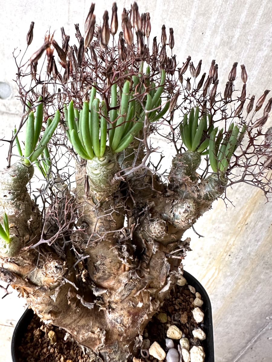 【現品限り】チレコドン・レティキュラータス 現地株 発根済み 万物想【K41】 Tylecodon reticulatus