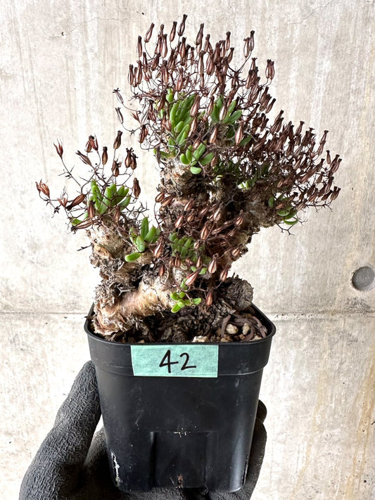 【現品限り】チレコドン・レティキュラータス 現地株 発根済み 万物想【K42】 Tylecodon reticulatus