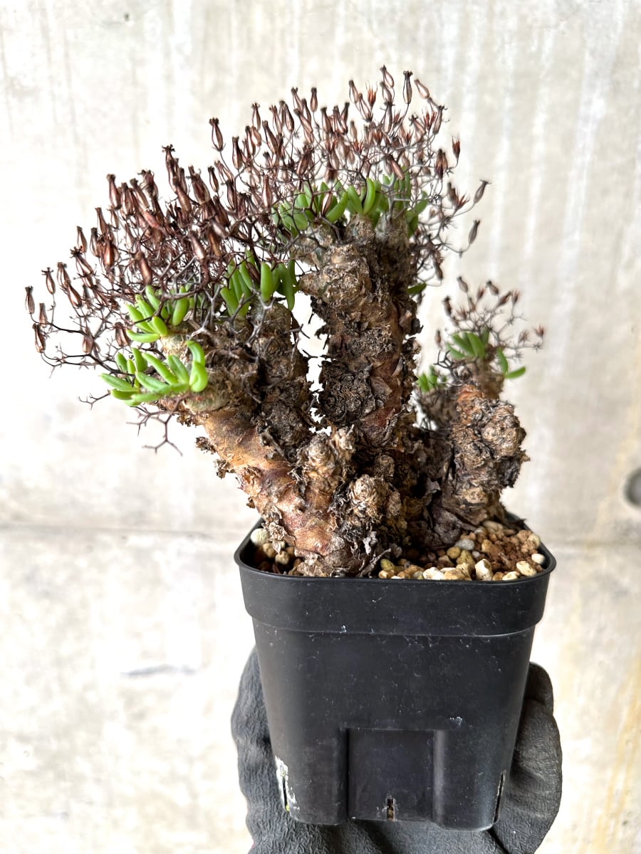 【現品限り】チレコドン・レティキュラータス 現地株 発根済み 万物想【K42】 Tylecodon reticulatus