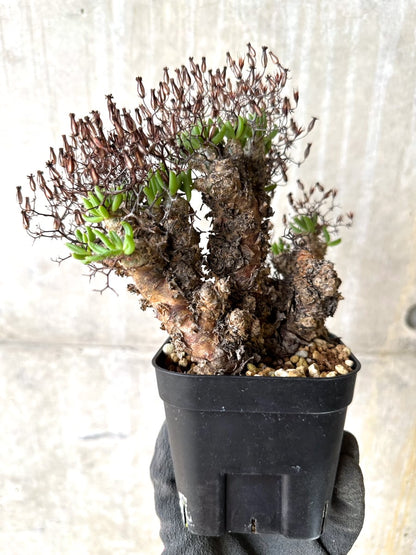 【現品限り】チレコドン・レティキュラータス 現地株 発根済み 万物想【K42】 Tylecodon reticulatus