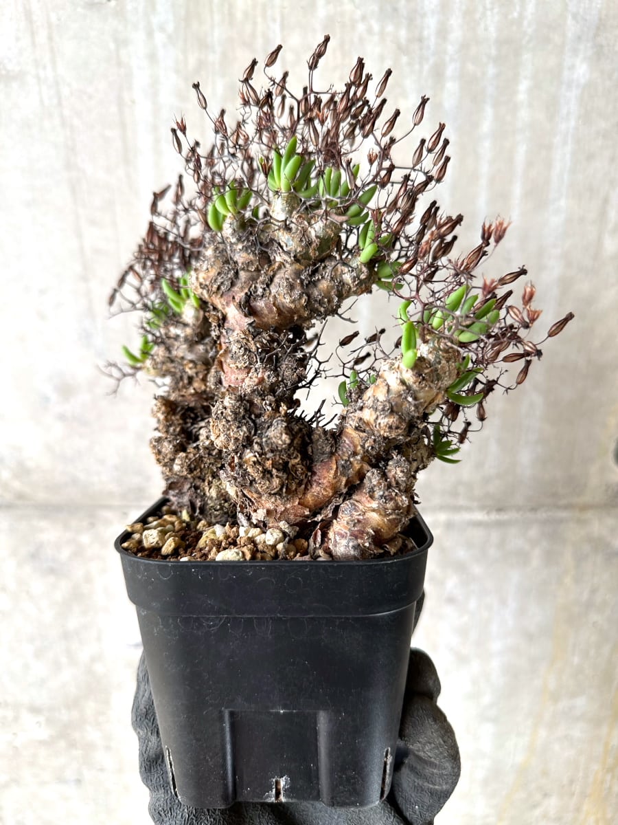 【現品限り】チレコドン・レティキュラータス 現地株 発根済み 万物想【K42】 Tylecodon reticulatus