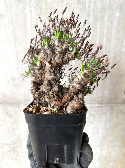 【現品限り】チレコドン・レティキュラータス 現地株 発根済み 万物想【K42】 Tylecodon reticulatus