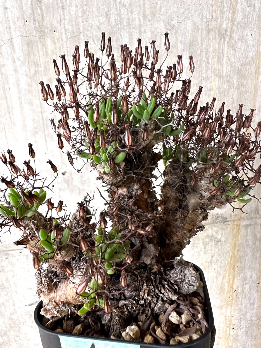 【現品限り】チレコドン・レティキュラータス 現地株 発根済み 万物想【K42】 Tylecodon reticulatus