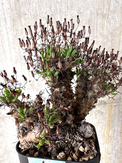 【現品限り】チレコドン・レティキュラータス 現地株 発根済み 万物想【K42】 Tylecodon reticulatus
