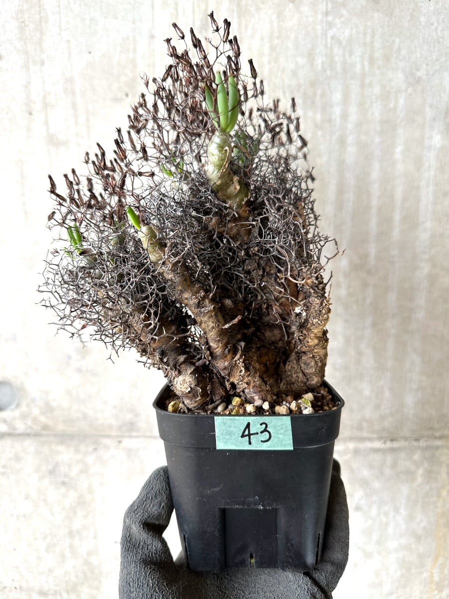 ニ6111 「現地株」チレコドン レティキュラータス 万物想 中 植え【未