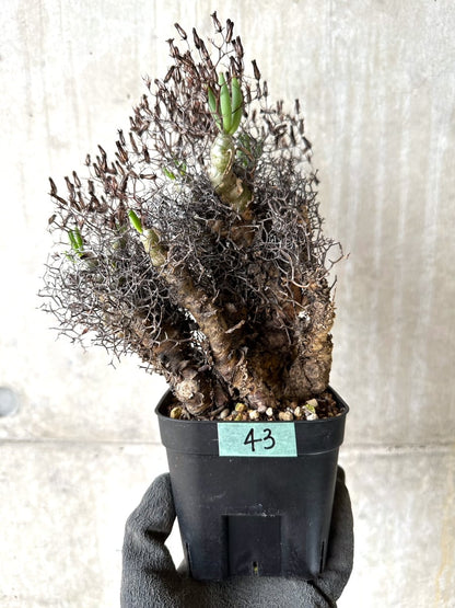 【現品限り】チレコドン・レティキュラータス 現地株 発根済み 万物想【K43】 Tylecodon reticulatus