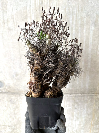 【現品限り】チレコドン・レティキュラータス 現地株 発根済み 万物想【K43】 Tylecodon reticulatus