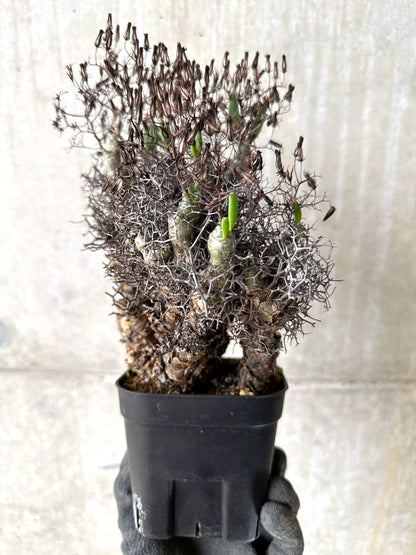 【現品限り】チレコドン・レティキュラータス 現地株 発根済み 万物想【K43】 Tylecodon reticulatus