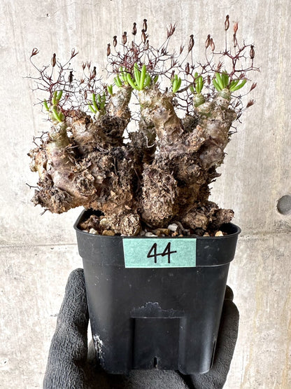 【現品限り】チレコドン・レティキュラータス 現地株 発根済み 万物想【K44】 Tylecodon reticulatus