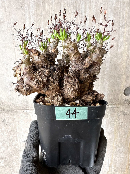 【現品限り】チレコドン・レティキュラータス 現地株 発根済み 万物想【K44】 Tylecodon reticulatus