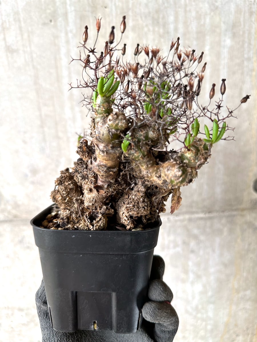 【現品限り】チレコドン・レティキュラータス 現地株 発根済み 万物想【K44】 Tylecodon reticulatus