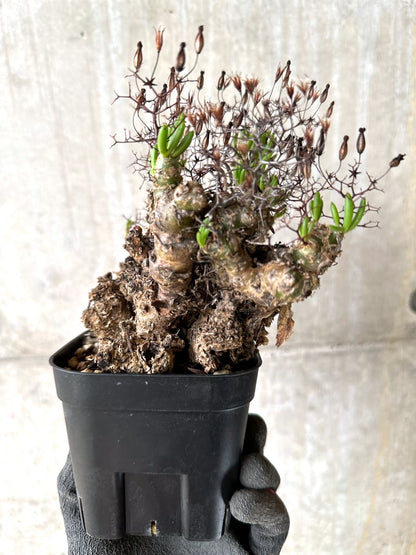 【現品限り】チレコドン・レティキュラータス 現地株 発根済み 万物想【K44】 Tylecodon reticulatus