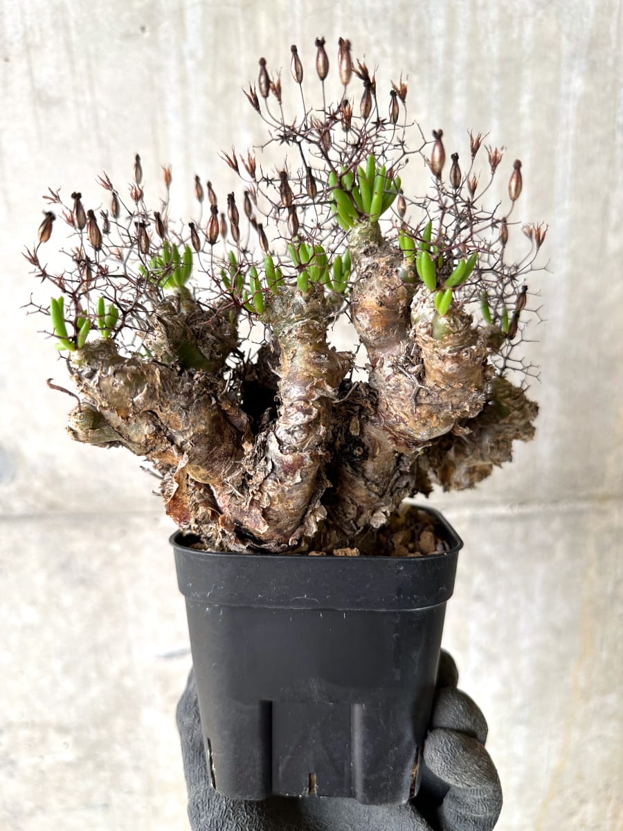 【現品限り】チレコドン・レティキュラータス 現地株 発根済み 万物想【K44】 Tylecodon reticulatus