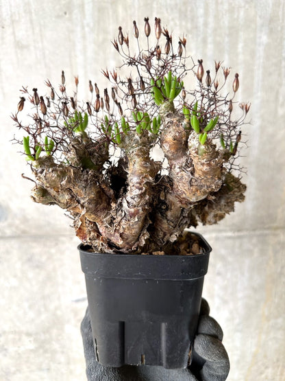 【現品限り】チレコドン・レティキュラータス 現地株 発根済み 万物想【K44】 Tylecodon reticulatus