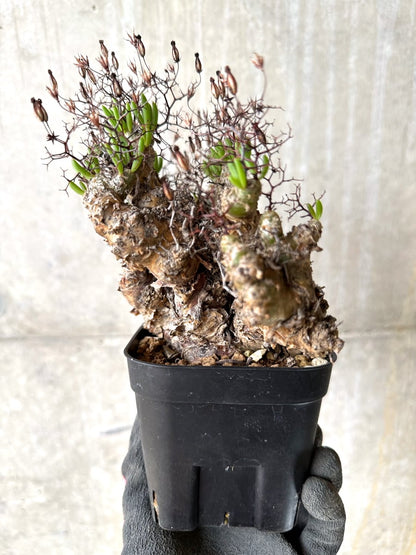 【現品限り】チレコドン・レティキュラータス 現地株 発根済み 万物想【K44】 Tylecodon reticulatus