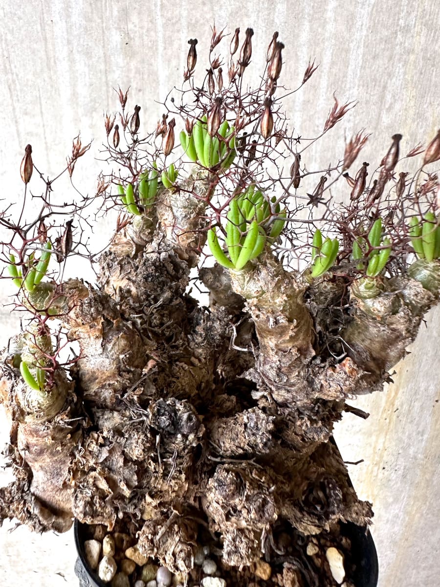 【現品限り】チレコドン・レティキュラータス 現地株 発根済み 万物想【K44】 Tylecodon reticulatus