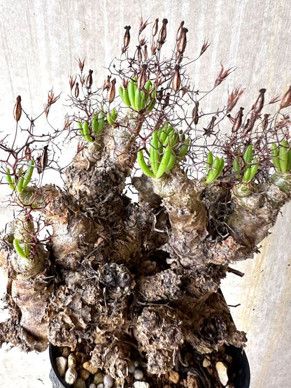 【現品限り】チレコドン・レティキュラータス 現地株 発根済み 万物想【K44】 Tylecodon reticulatus