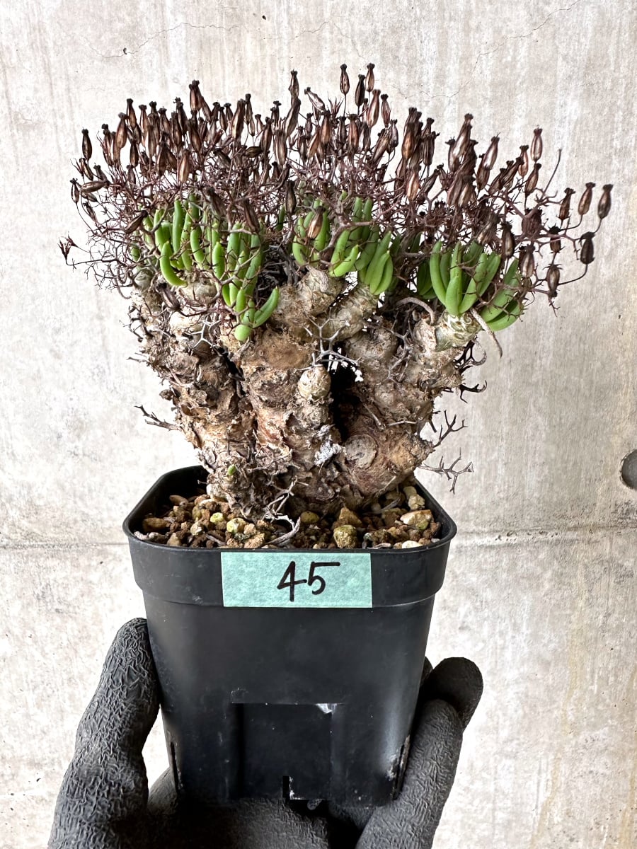 【現品限り】チレコドン・レティキュラータス 現地株 発根済み 万物想【K45】 Tylecodon reticulatus