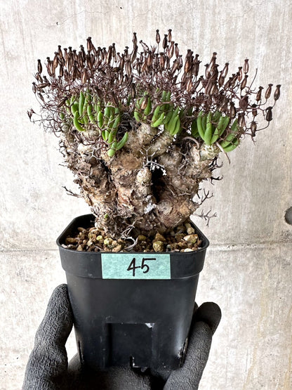 【現品限り】チレコドン・レティキュラータス 現地株 発根済み 万物想【K45】 Tylecodon reticulatus